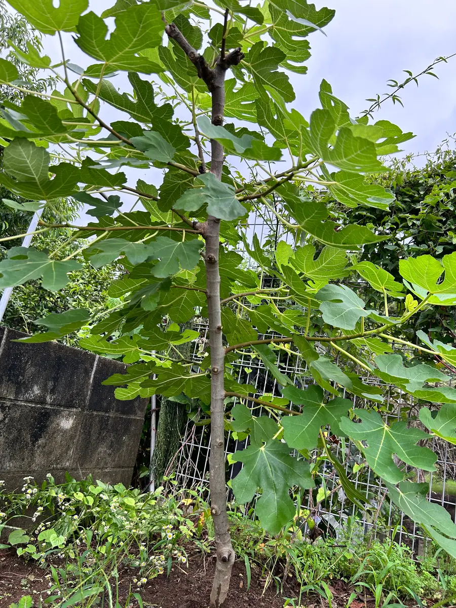 いちじくの木