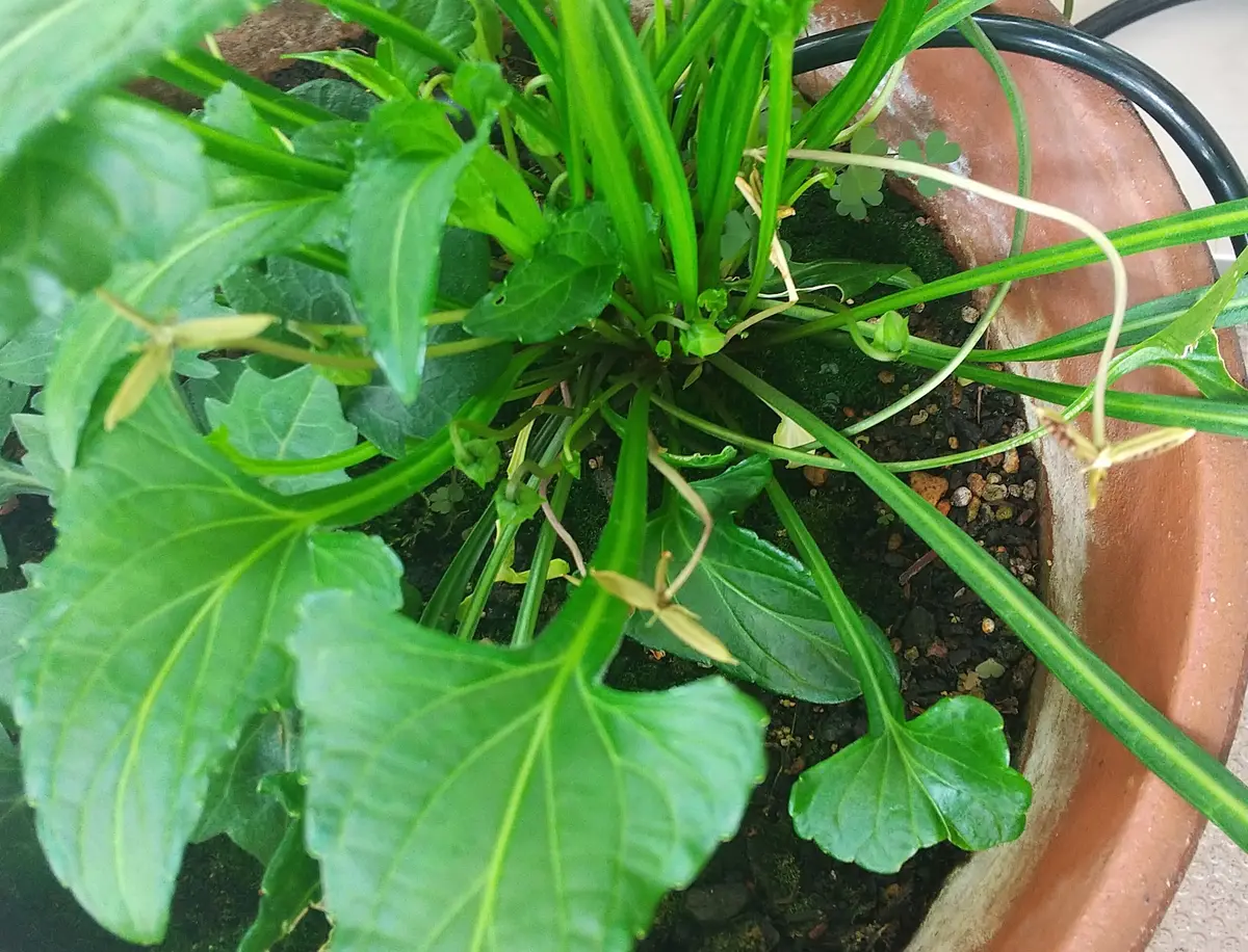 昨年にスミレの苗を購入し育てています。蕾を付けても開花しな