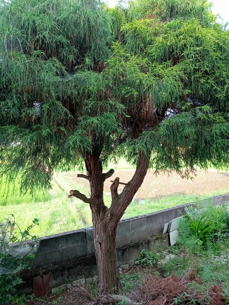20年以上、ある木なのです。元々あったのか植えたものなのか知