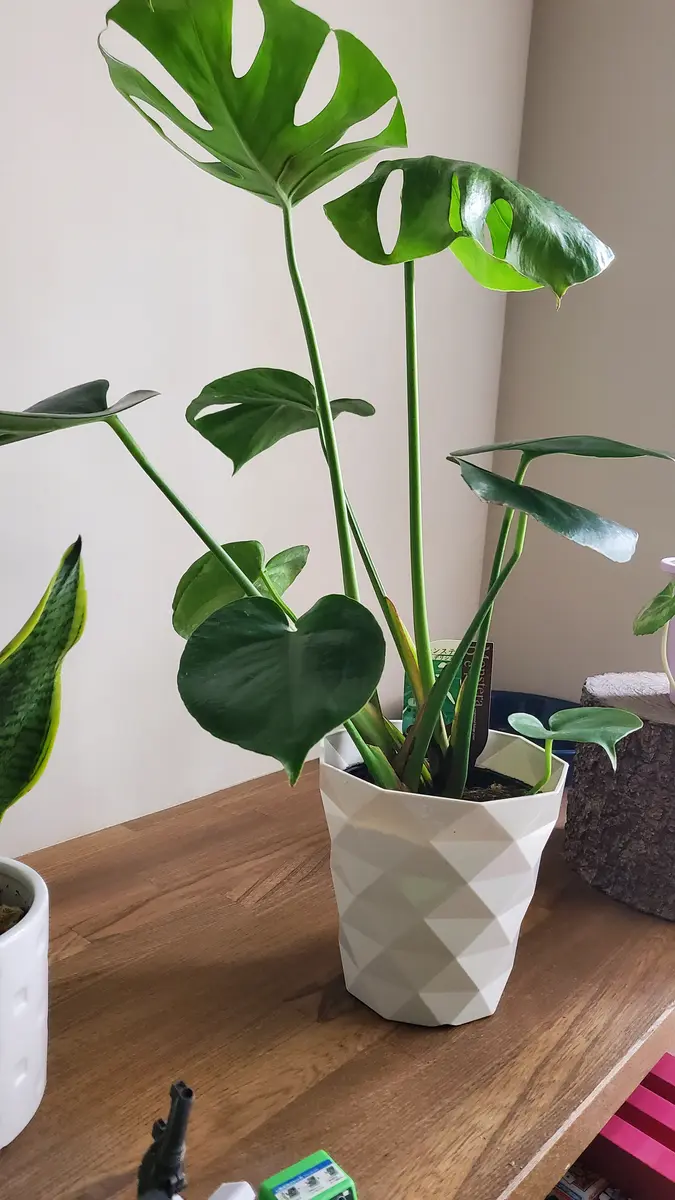 昨日モンステラ購入しました。ポットに入ってるので植え替え｜園芸