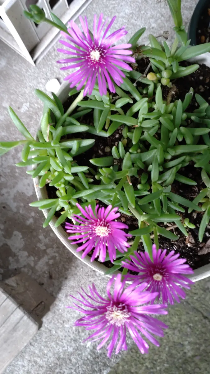 いつもお世話になっております。松葉菊についてですが、鉢植え