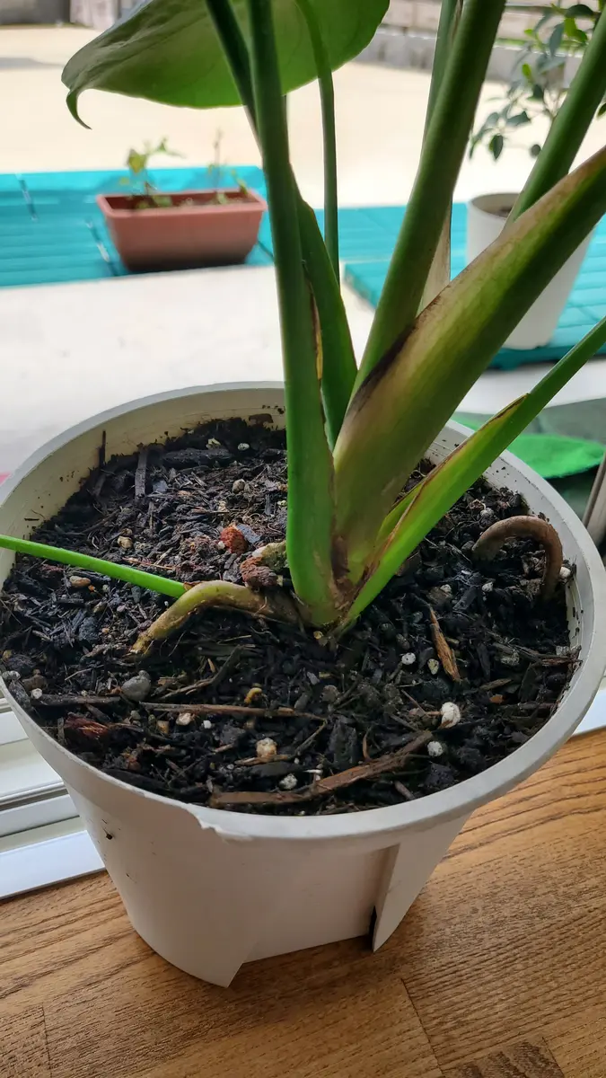 観葉植物用の土がなく園芸培養土の土があったので植え替えた｜園芸