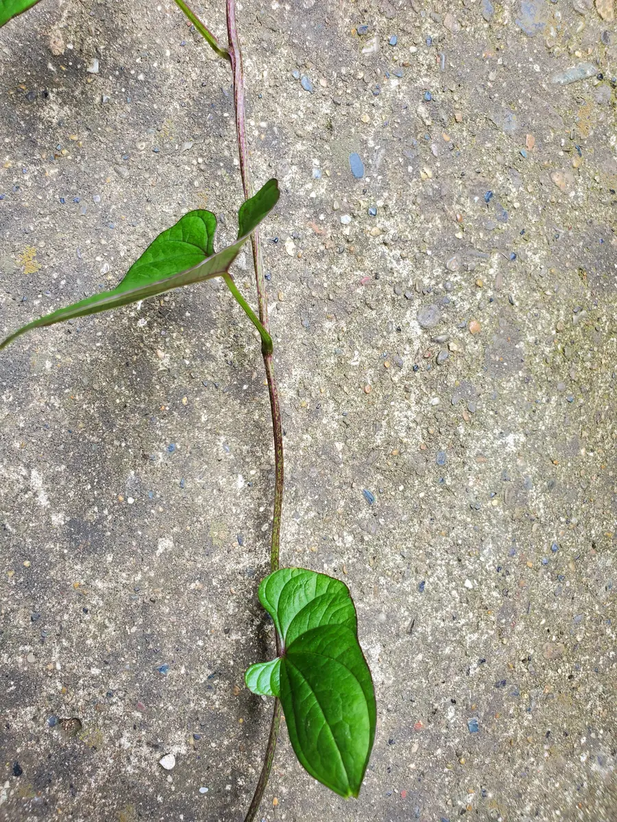 狭い庭なのに、つる性の雑草2種類で悩んでいます。どちらも見...｜園芸 