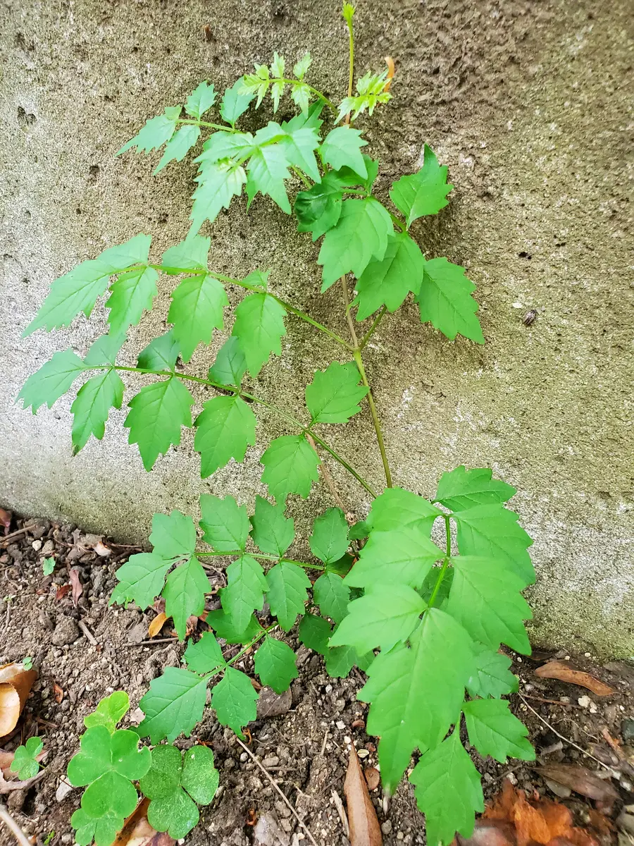 雑草 つる 名前