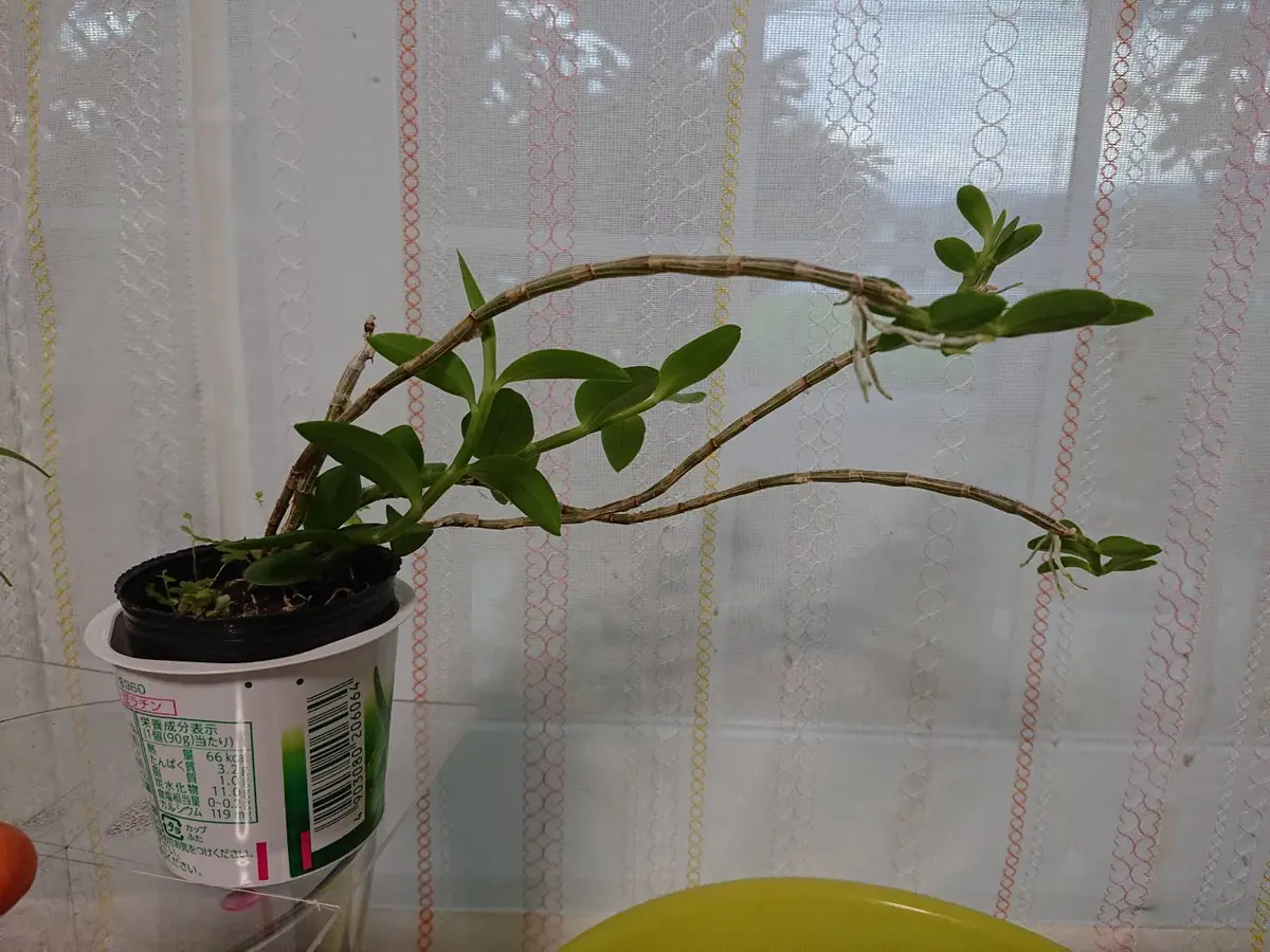 この蘭の扱いに関して質問です去年、沖縄で買ってきた蘭です