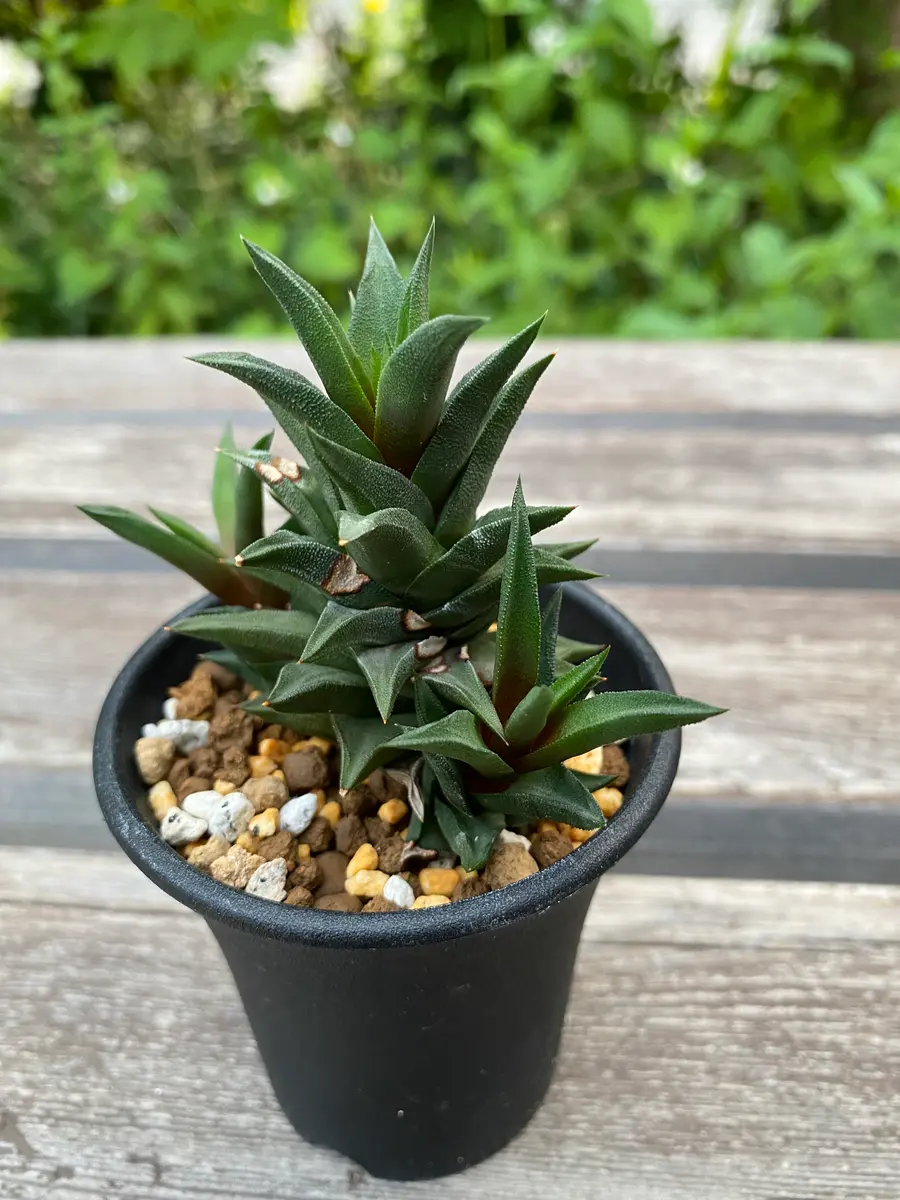 たぶん)ハオルチア五重塔ですが、部分的に白くただれたように｜園芸