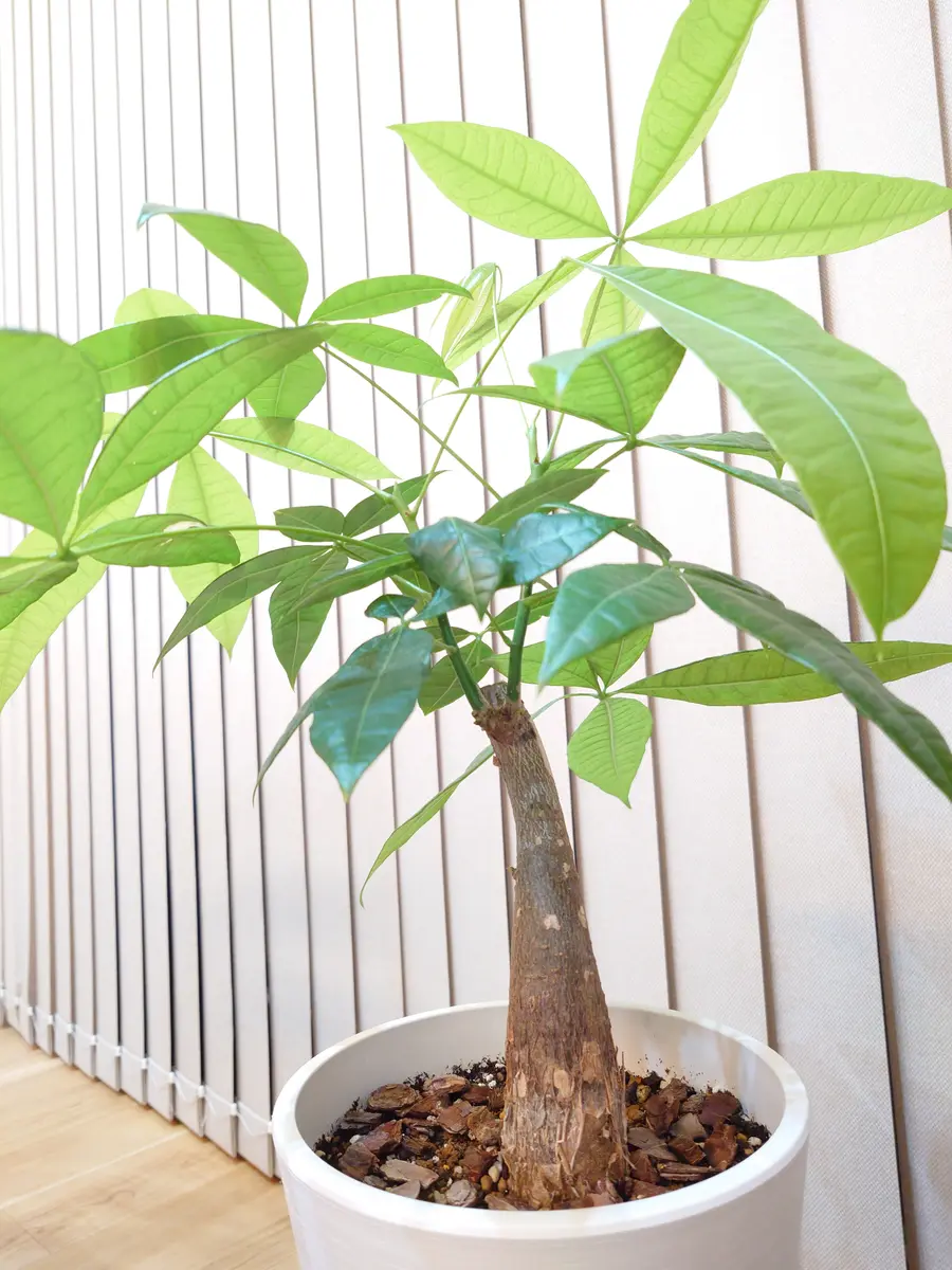 GWあたりからパキラを育てている初心者です。南側のカーテン越