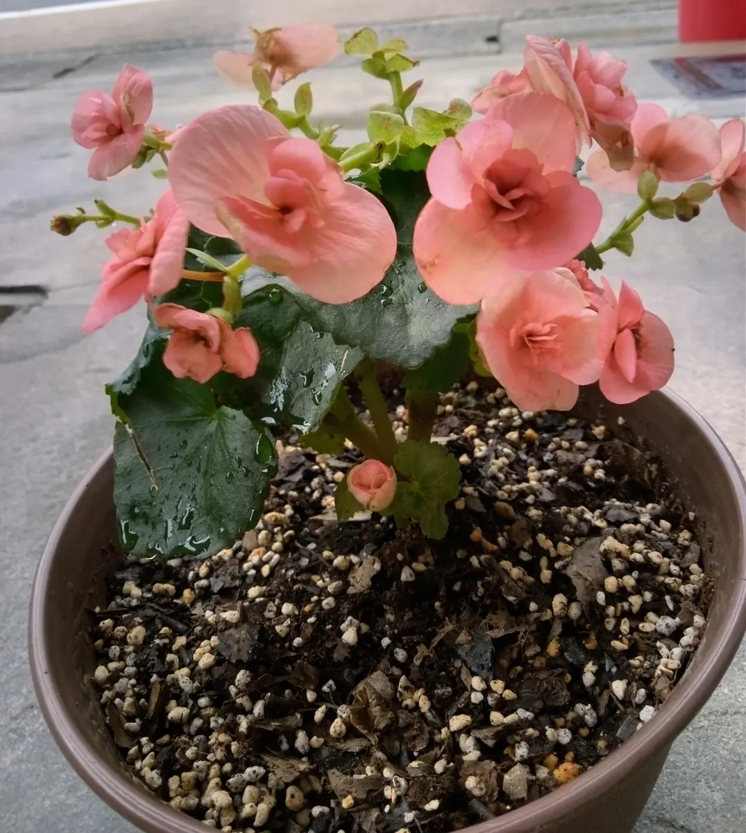 ベゴニアシャロンSEELERTベゴニア 観葉植物 約60cm 黒鉢（どなた