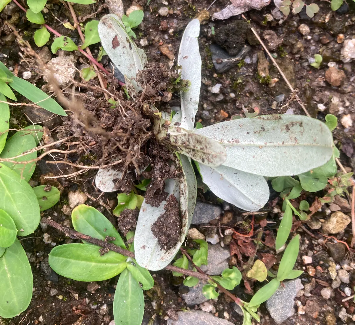 2年前から、地面をはって増える雑草で困っています。抜いても