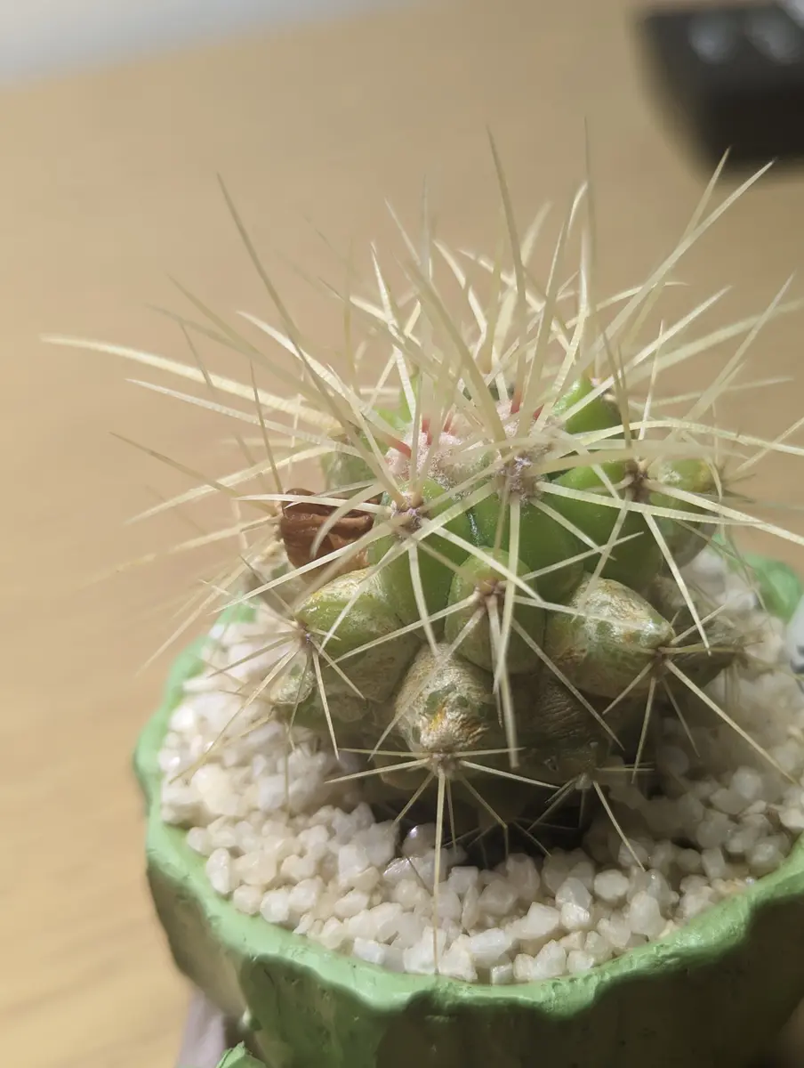 取引決まりました］サボテン 金鯱