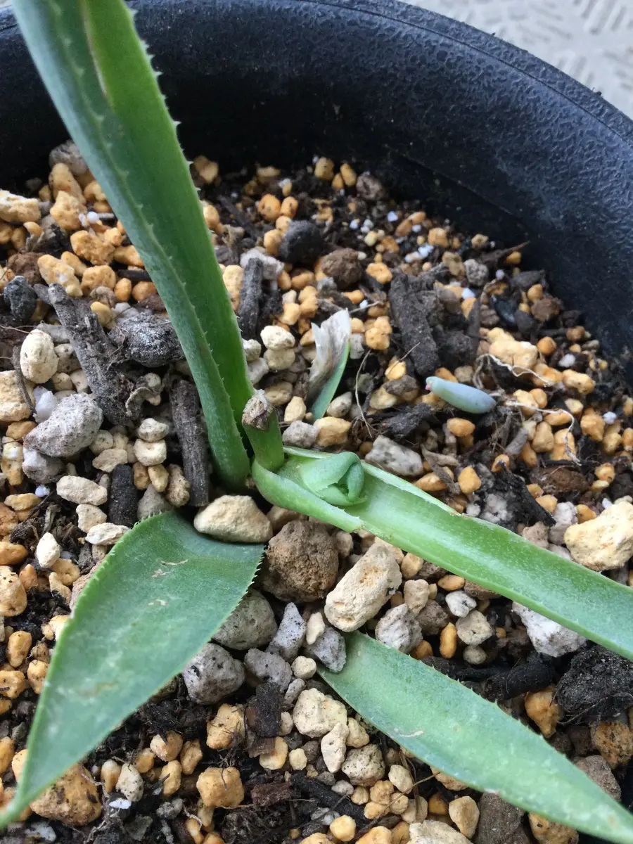 徒長下したアガベをカットしたら、横からなにか出てきました