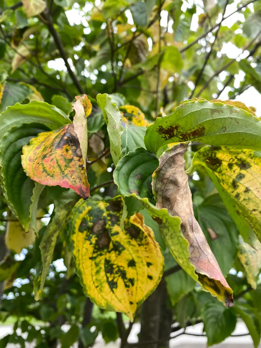 20 山採り　ヤマボウシ 20 山採り ヤマボウシ