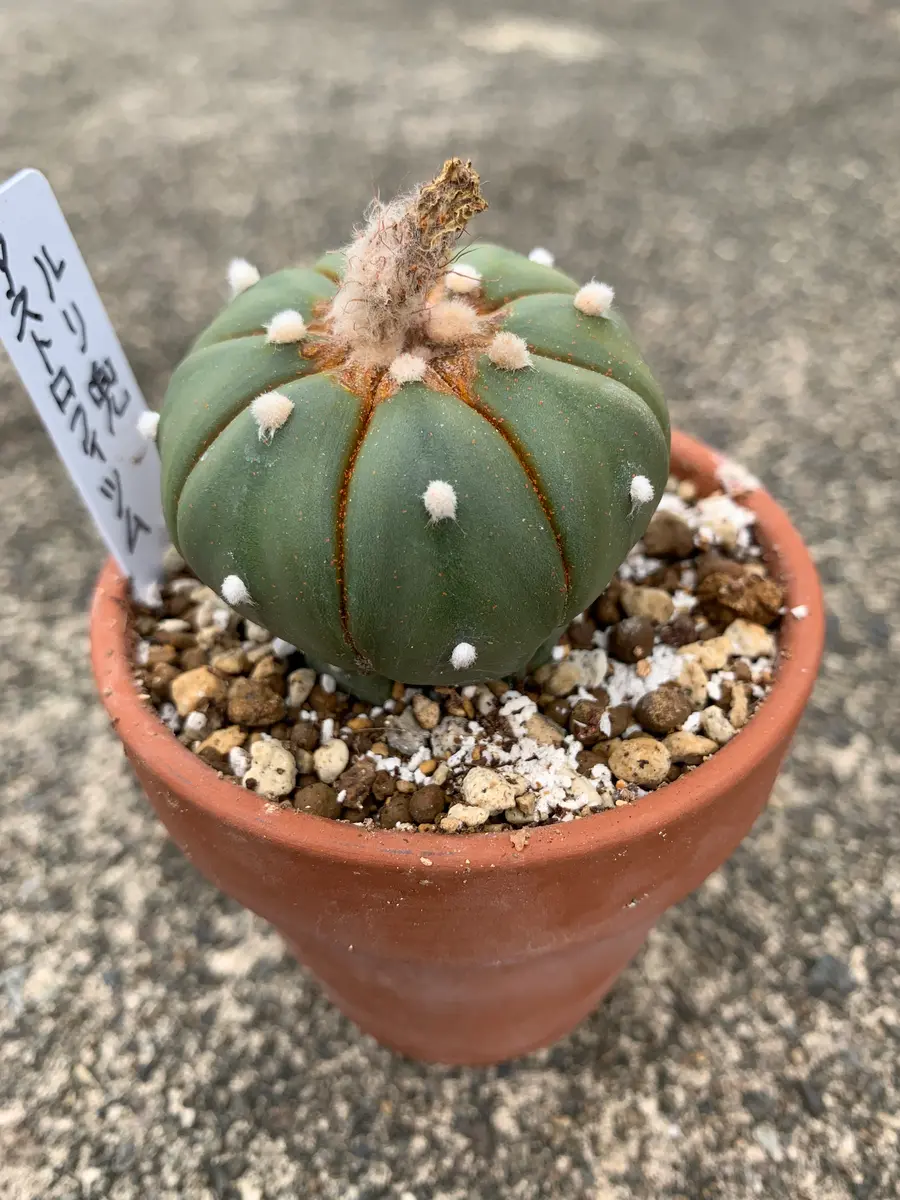 □アストロフィツム 王冠瑠璃兜✕たけろうポット 皆さま、教えて