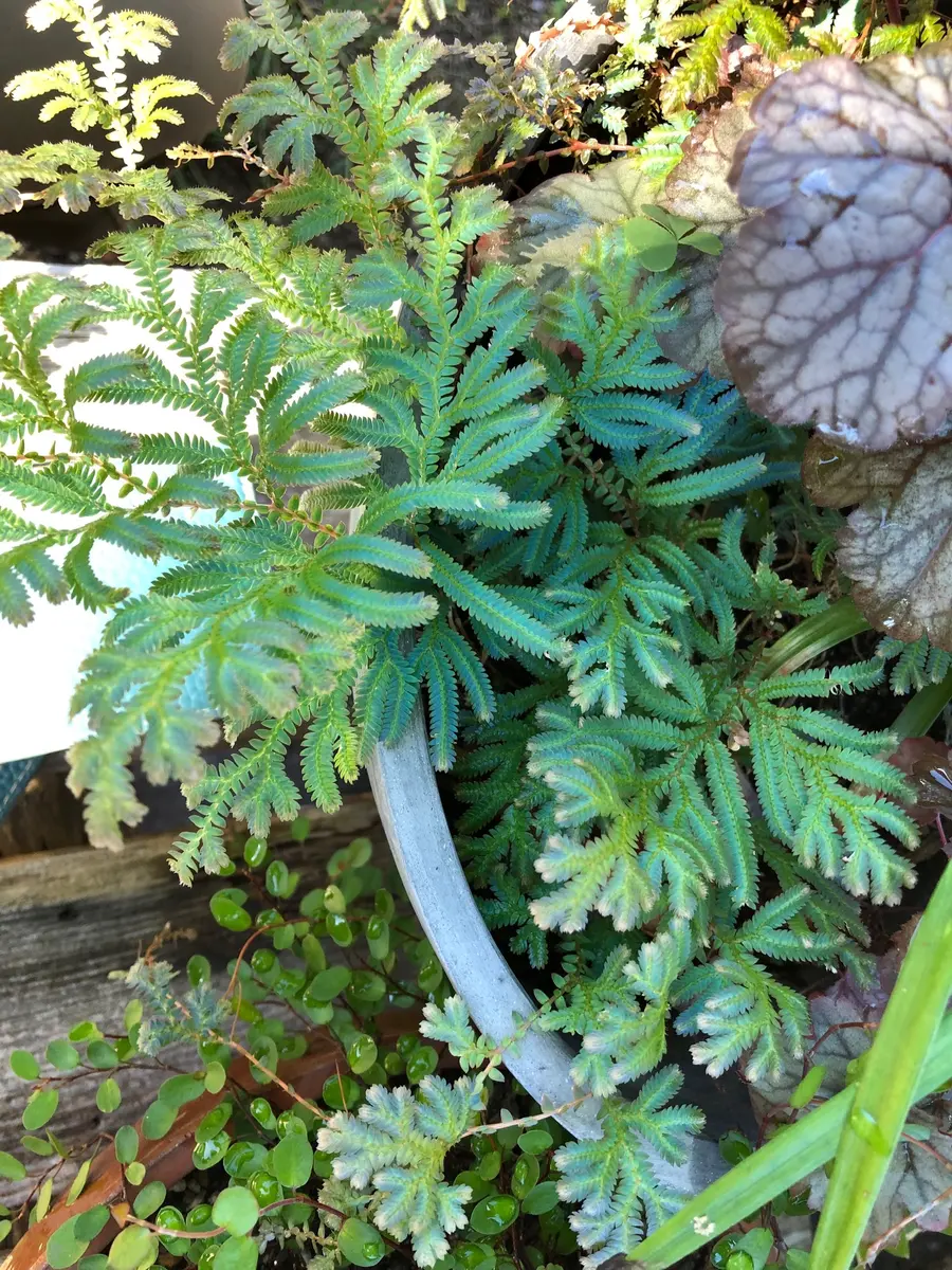 おはようございます。このシダの葉っぱみたいな植物の名前を教
