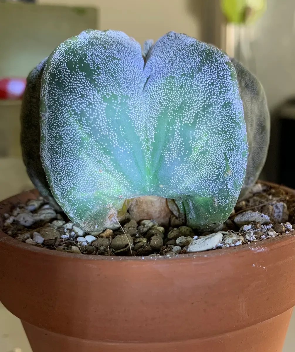 皆さま、ご指導ください。アストロフィツム ランポー玉です｜園芸