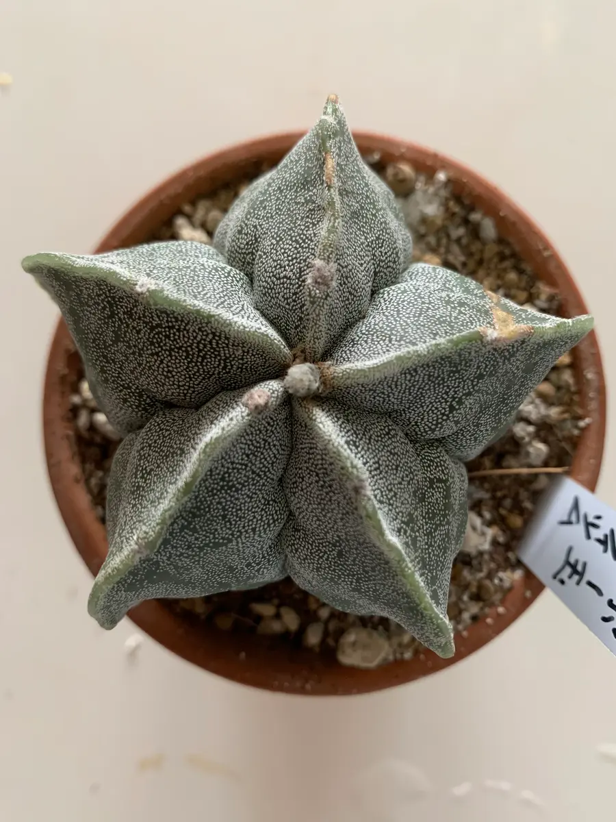 皆さま、ご指導ください。アストロフィツム ランポー玉です｜園芸