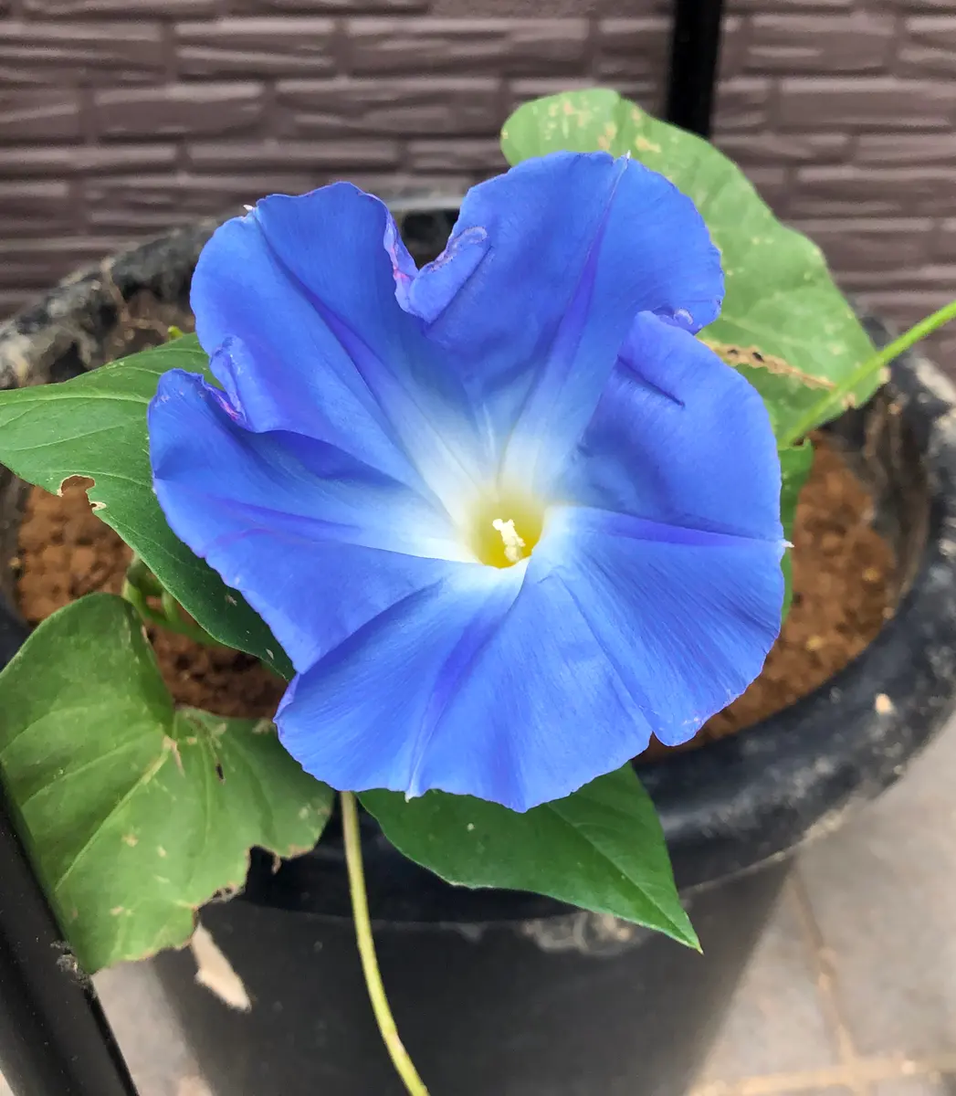 天上の蒼？ ヘブンリーブルー？ アーリーヘブンリーブルー？...｜園芸 