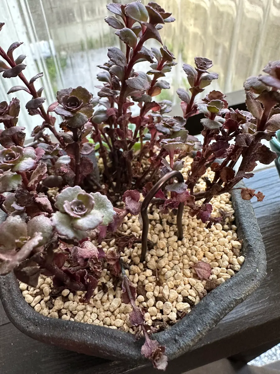 いつもお世話になります。春にお店で購入して育てているドラゴ