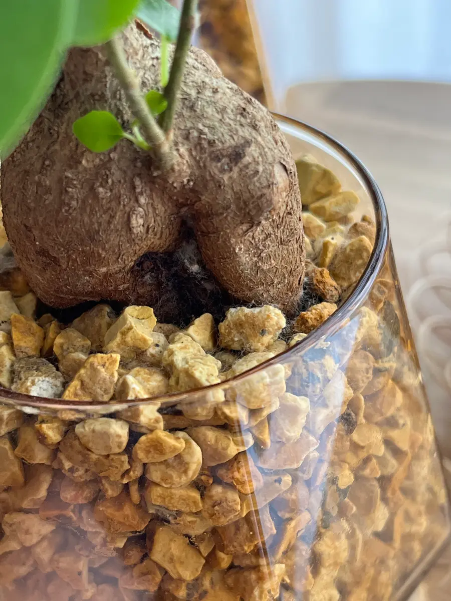 インテリアショップで買ったガジュマルを、3日ほど前に自分で