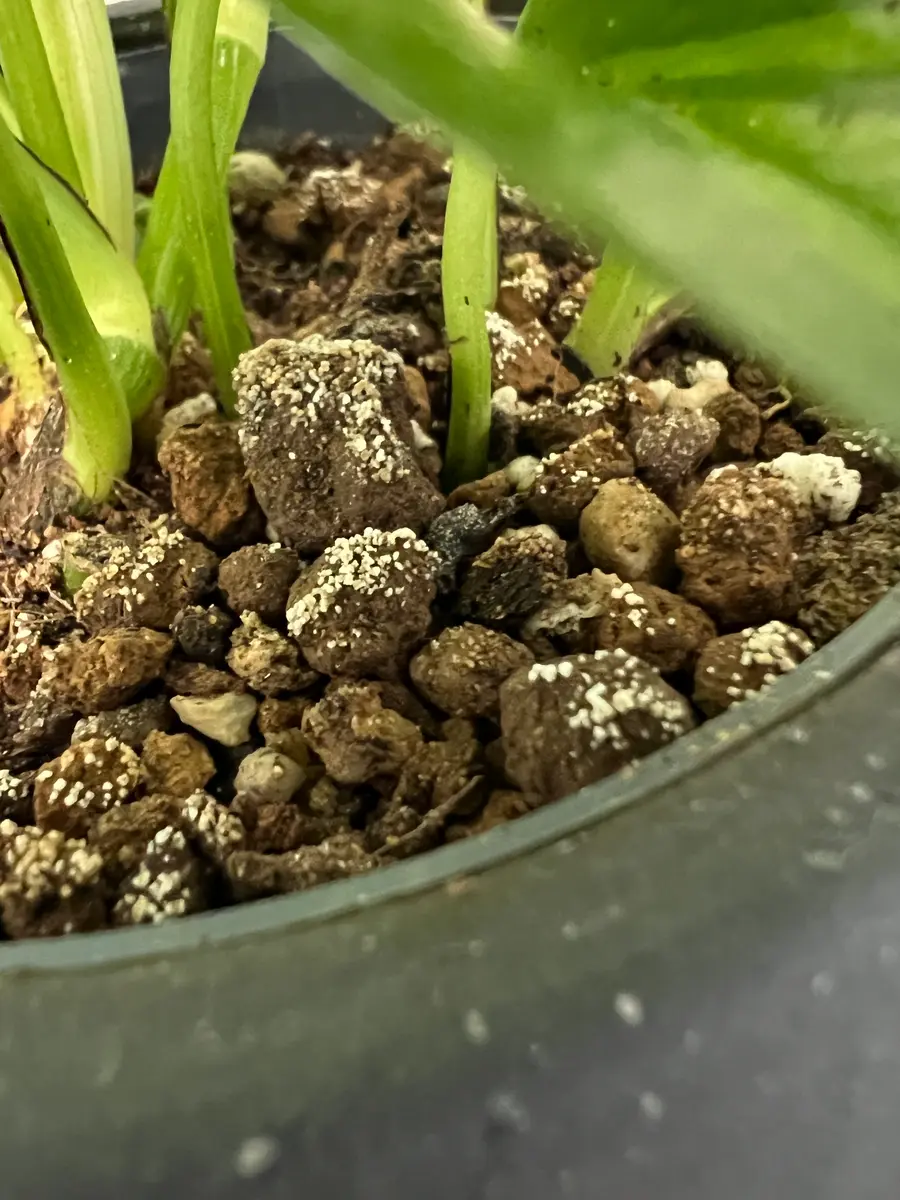 植物を育てるのは初心者です。室内でポトスを育てているのです 