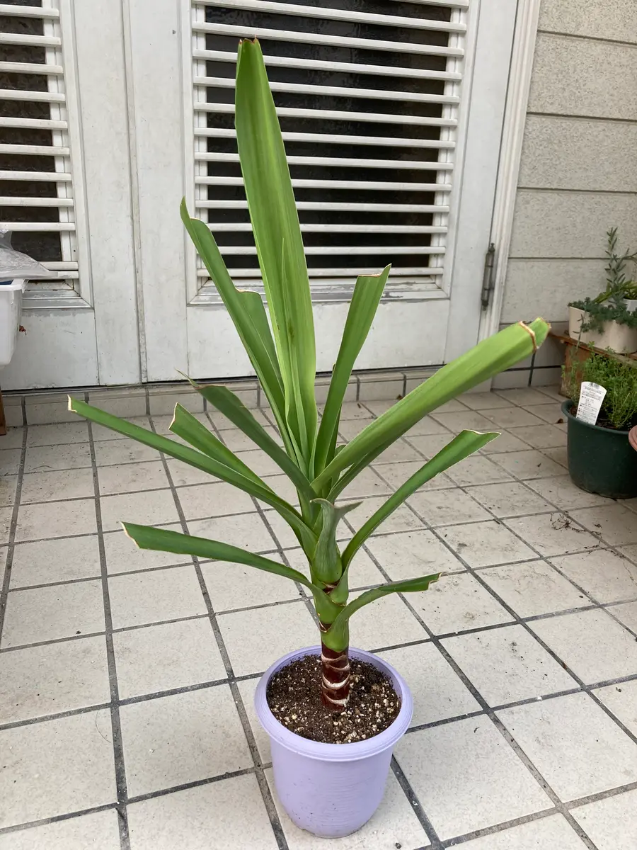 いつもお世話になります🙇♀️職場で剪定した観葉植物の40セン いつもお世話になります🙇♀️職場で剪定した観葉植物の40セン