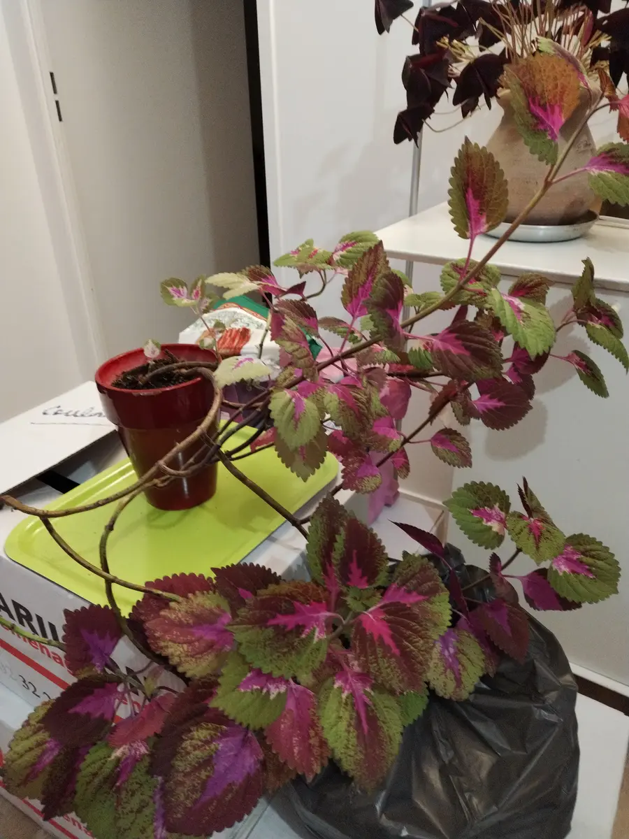 赤紫色の葉が映える植木を、譲り受けました。鉢が小さすぎるよ