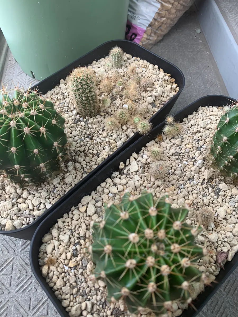 サボテン【Puna sp.Nova】（子株からの育成株） プナ・SPノバとボンニアエと綾波モンスト | ☆ガマンマの ニク