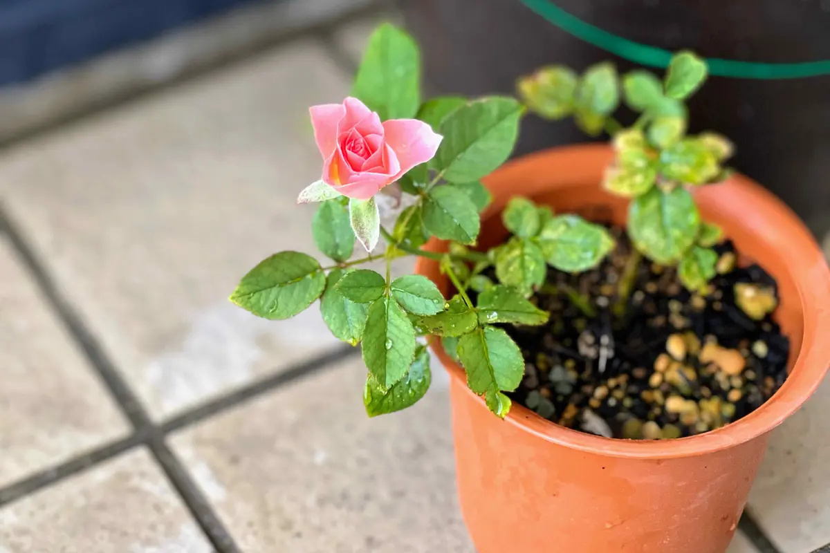 たぶん母の日ギフト用とかの量産ミニ薔薇だから正確な名前が不