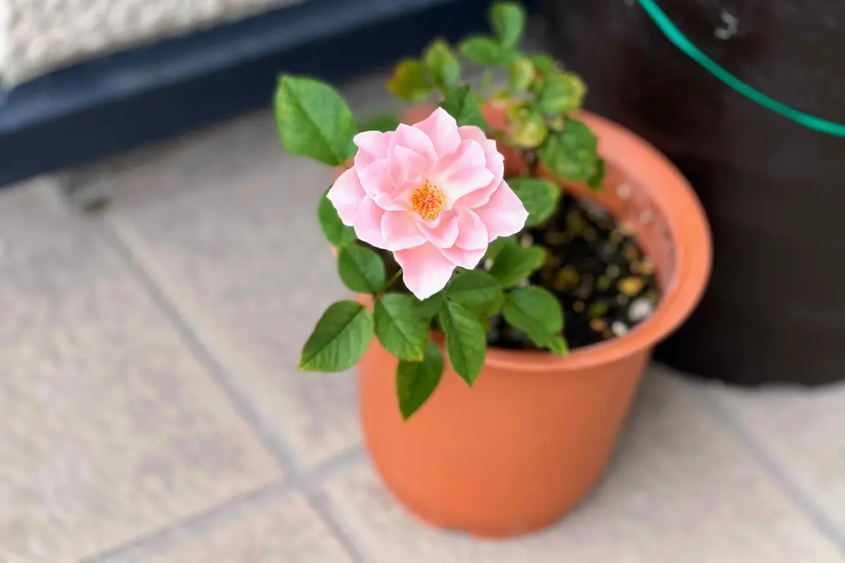 たぶん母の日ギフト用とかの量産ミニ薔薇だから正確な名前が不