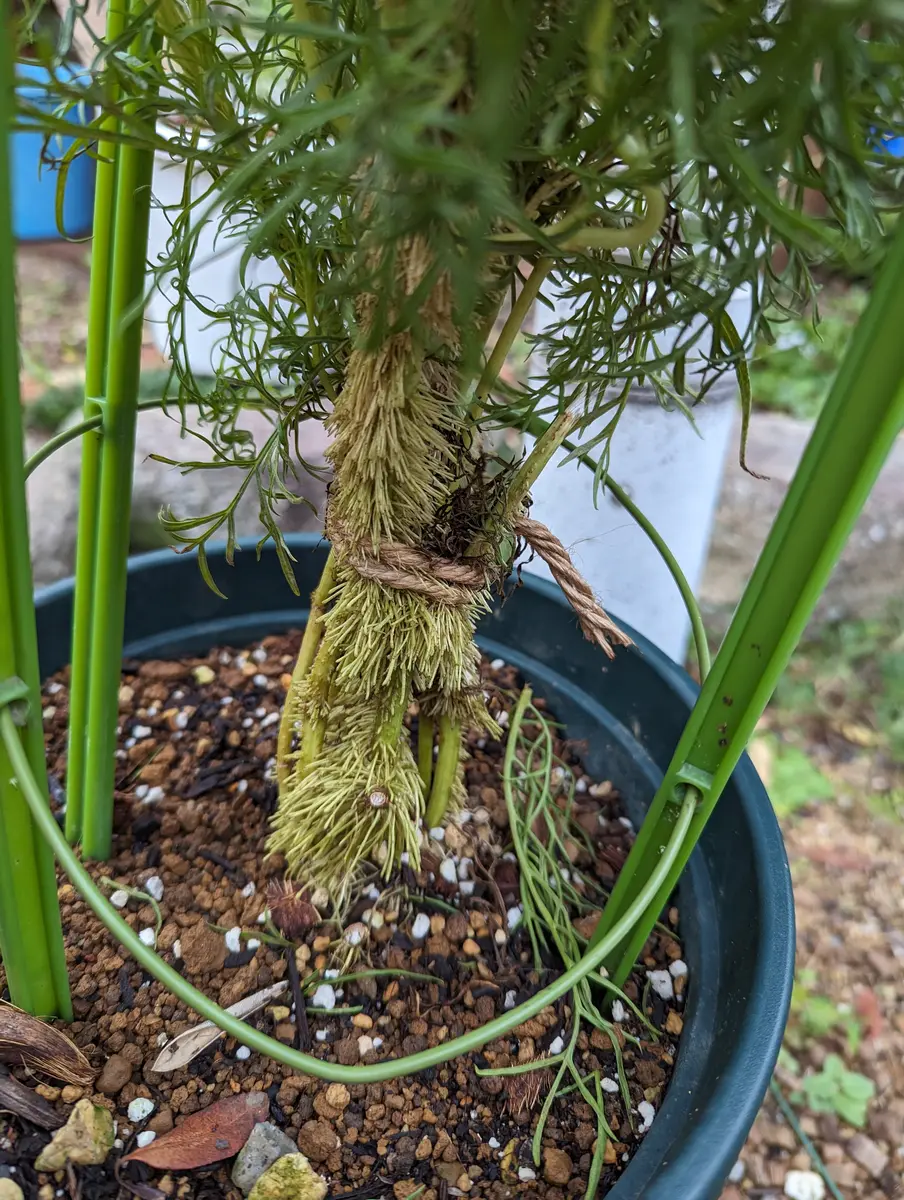 コスモスの苗を数本育てていますが一株だけ茎にびっしり根が出