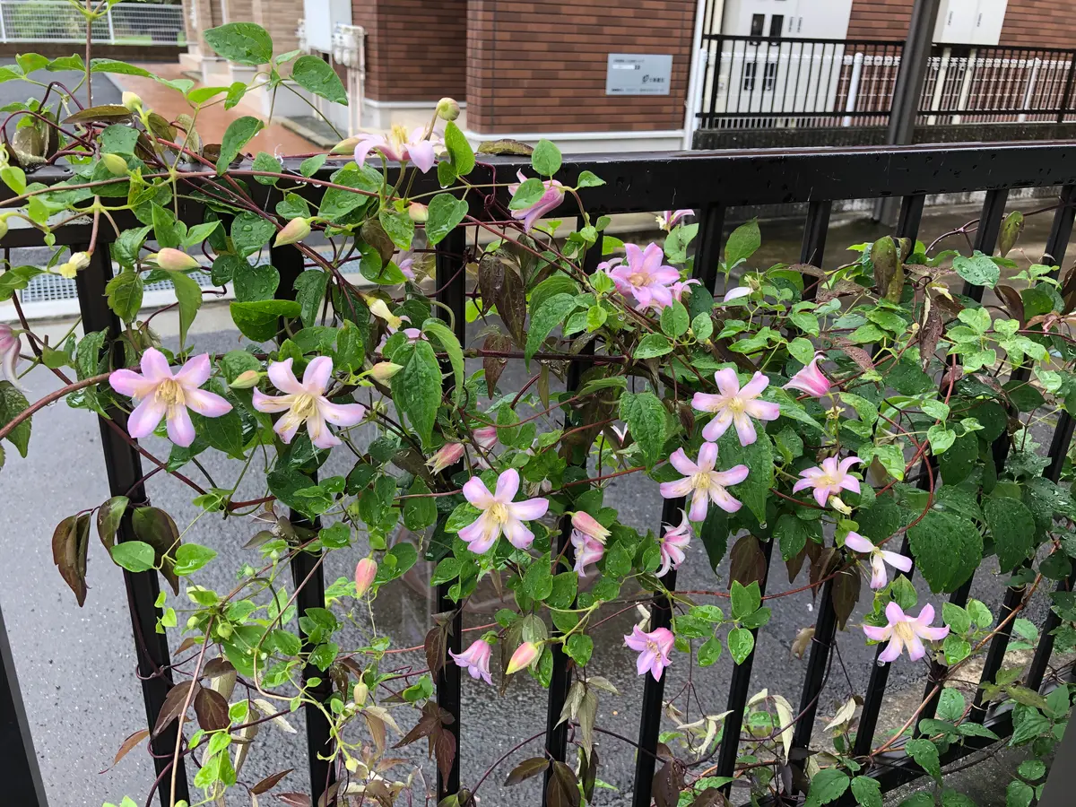 こんばんは。初めて相談します、不手際がありましたら，すみま  