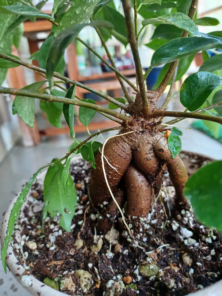 Amazon｜SUZUHA ガジュマル 盆栽仕立て 観葉植物 本物 7号