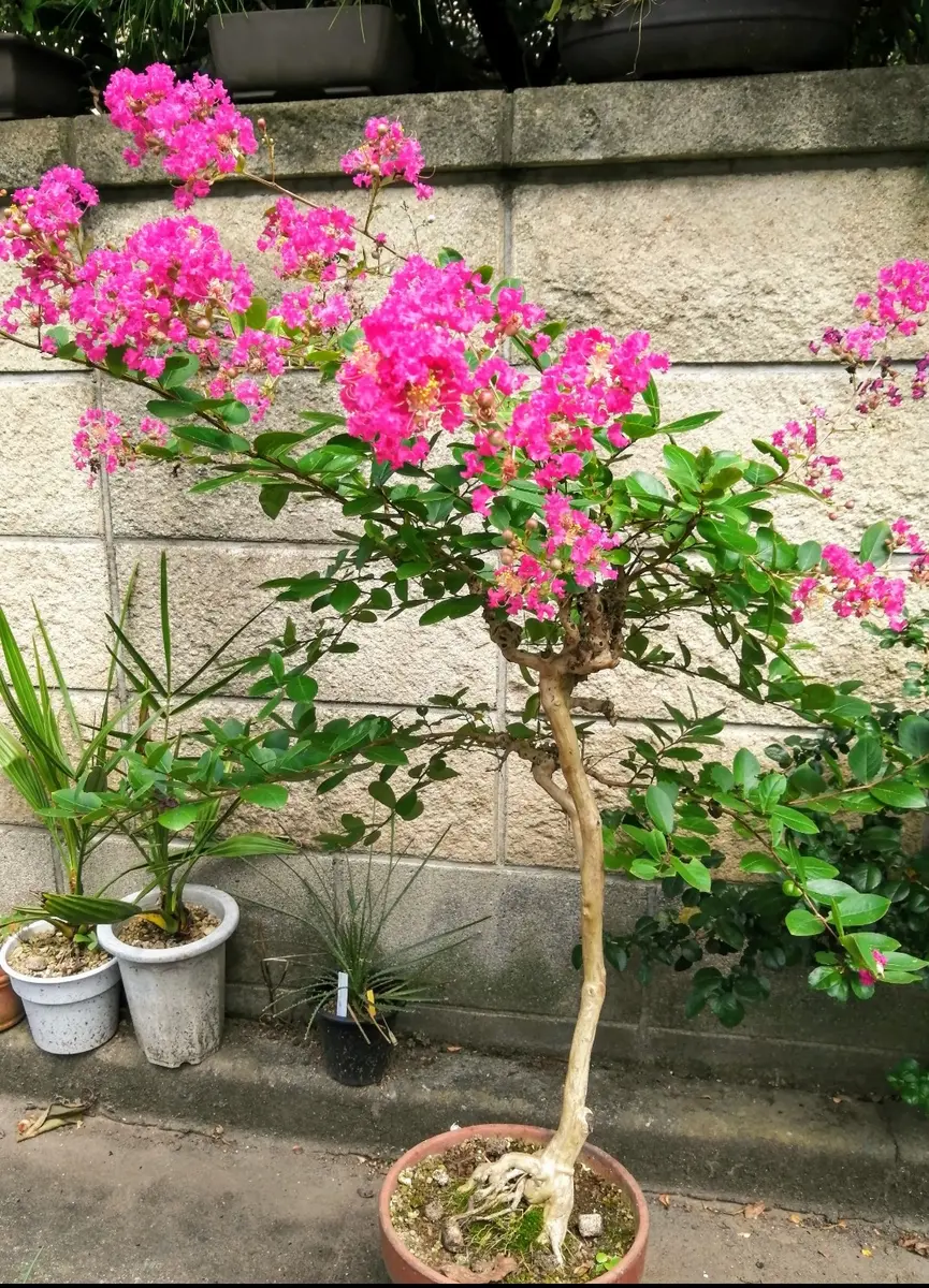 種から育てた百日紅の花ですが今年の夏は少しおかしく一本の木