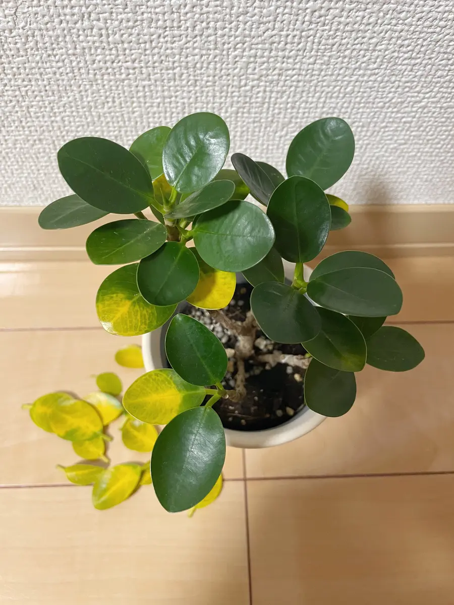 斑入りパンダガジュマル レア観葉植物 曲がった幹 緑とクリーム