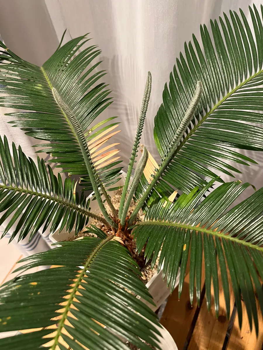 ソテツの葉.15枚.+増量中!メルカリ便.9日まで 室内管理していたソテツについてです。去年から育てていて、気