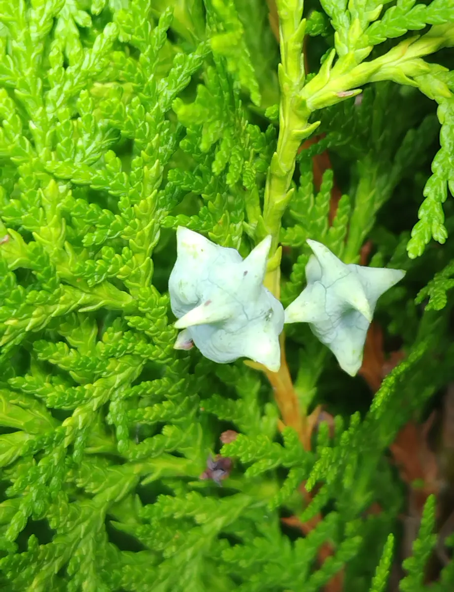 花材に！/天然ヒバ/ヒバぼっくり【金平糖のような可愛い実のついた枝葉】5〜6本 花材に！/天然ヒバ/ヒバぼっくり【金平糖のような可愛い実のついた枝葉
