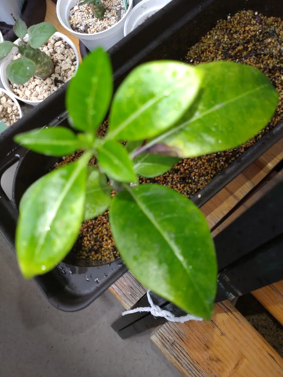 初心者です。宜しくお願い致します。今年の春、種をまき、育っ