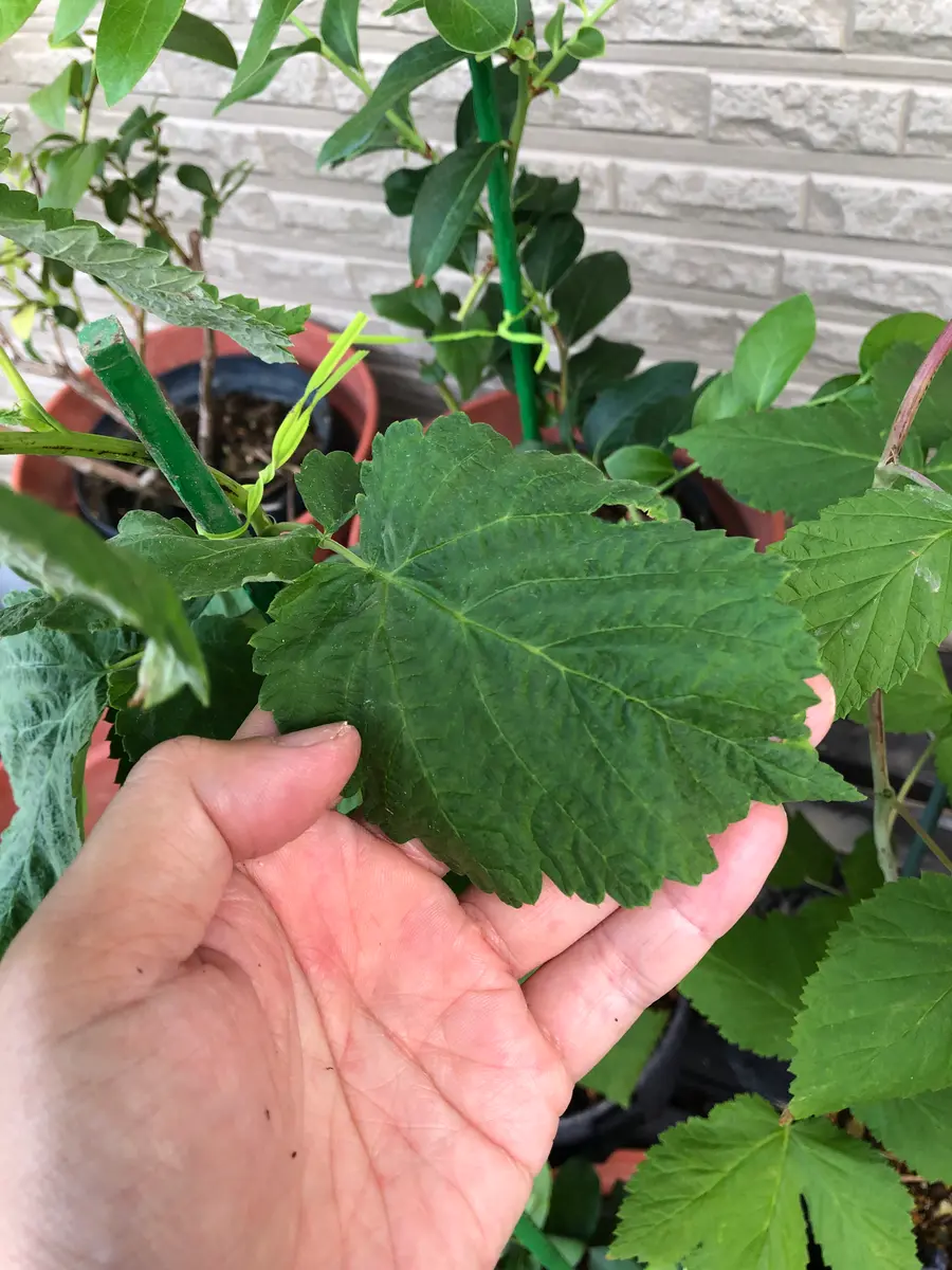 ラズベリーの2品種、グレンモイ、グレンアンプルの鉢植えなので｜園芸相談Q＆A｜みんなの趣味の園芸