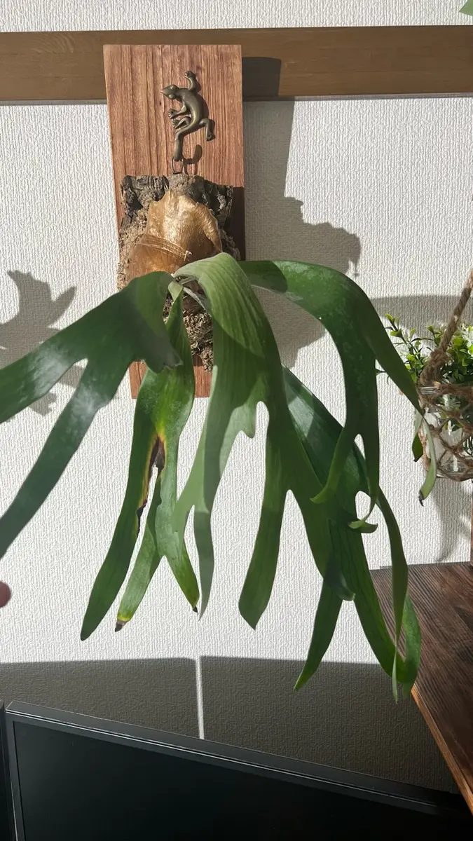 はじめまして。今年の6月に鉢植え状態のビカクシダ(ビフルカ｜園芸