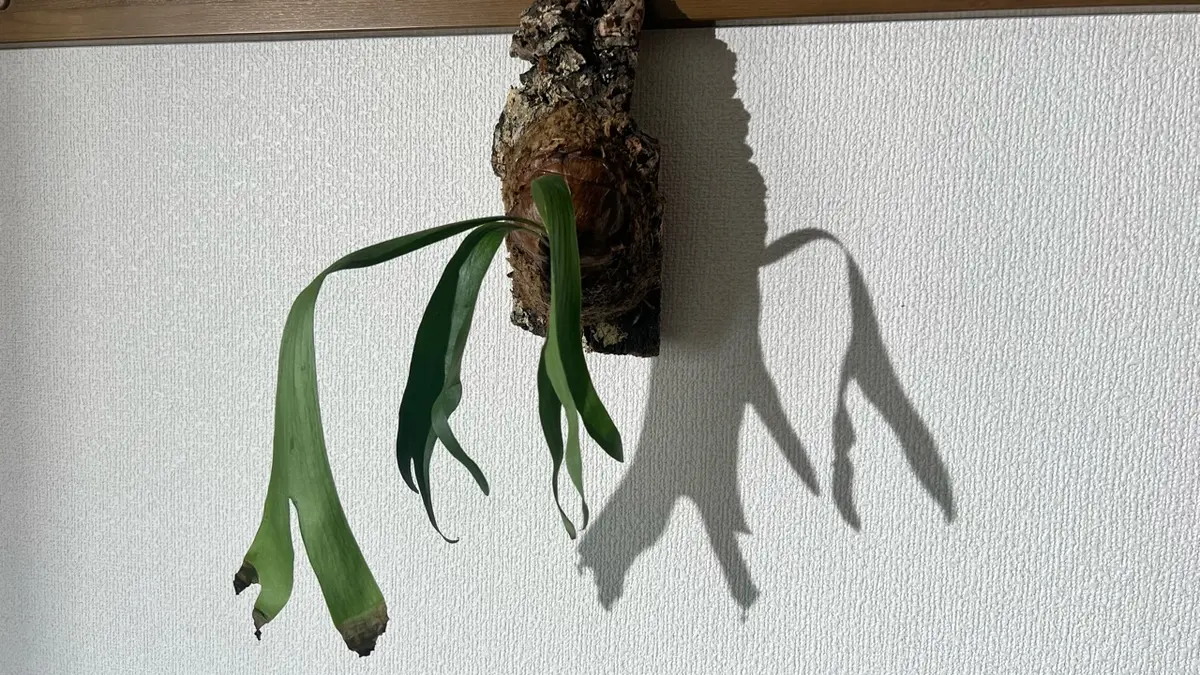 はじめまして。今年の6月に鉢植え状態のビカクシダ(ビフルカ｜園芸
