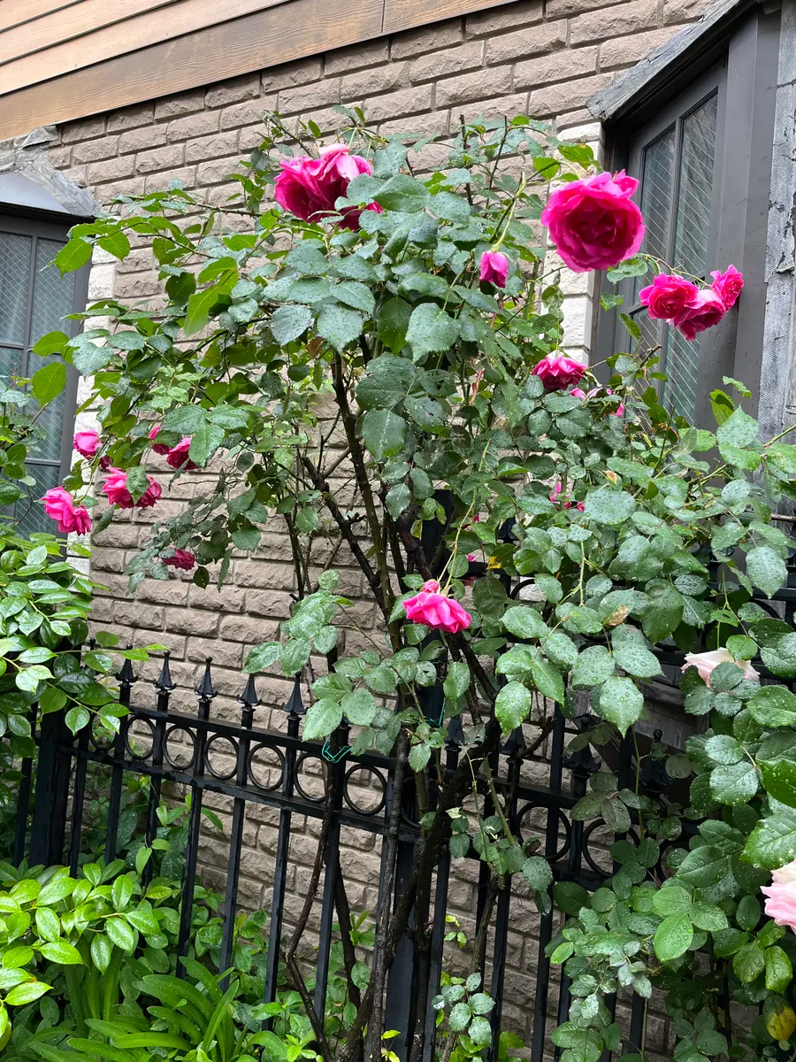 薔薇苗 ツル薔薇苗 つる薔薇 14ポット 楽天市場】つるバラ苗