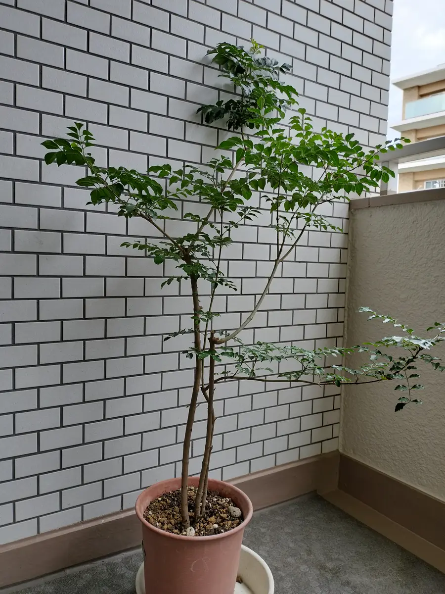 シマトネリコの枝が横に広がってしまっています。切る場所が悪