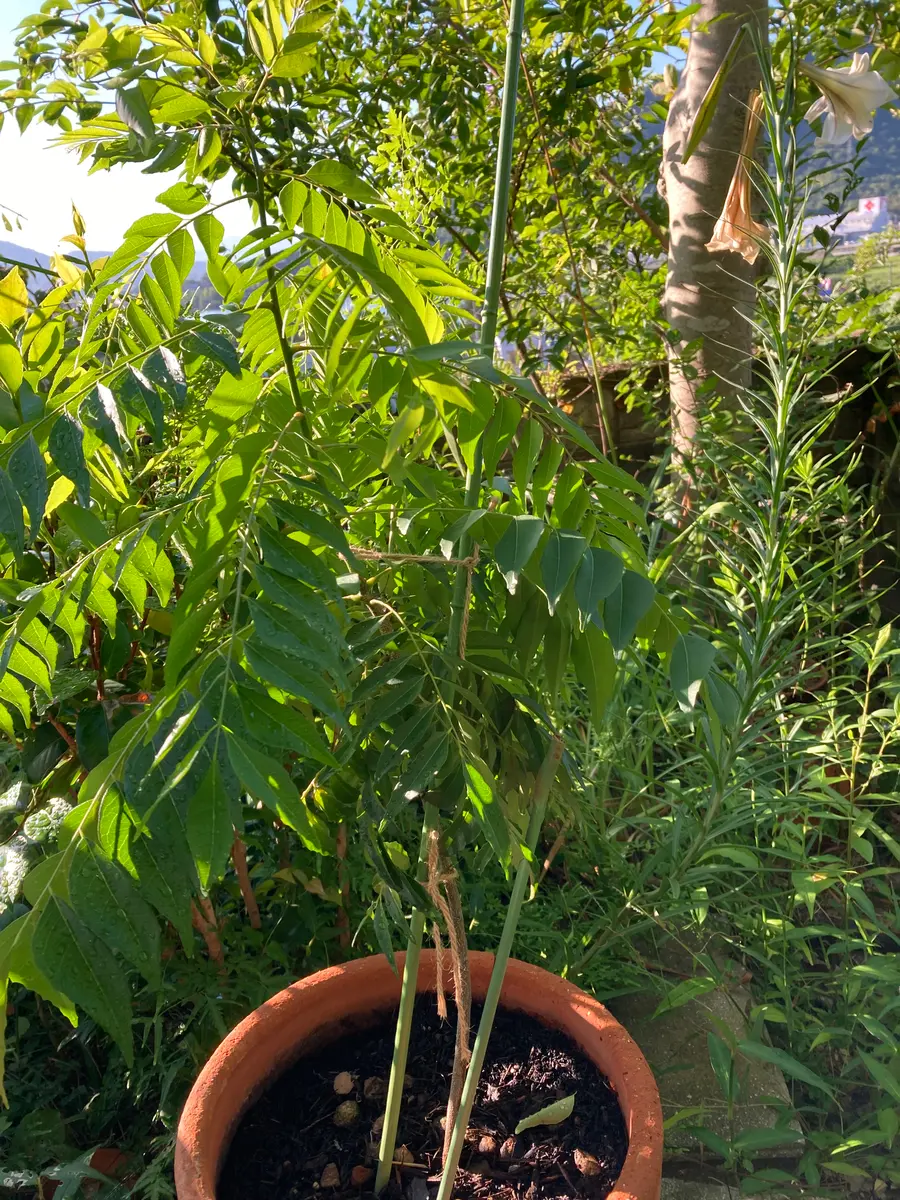 カレーリーフの植え替え時期に関して質問です。昨年カレーリー