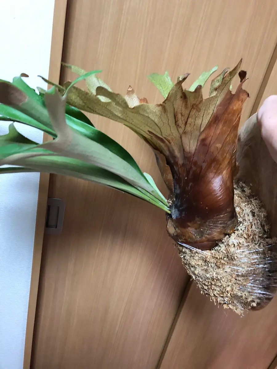 ビカクシダの品種が分かりません。旅行先の園芸店で2500円で購