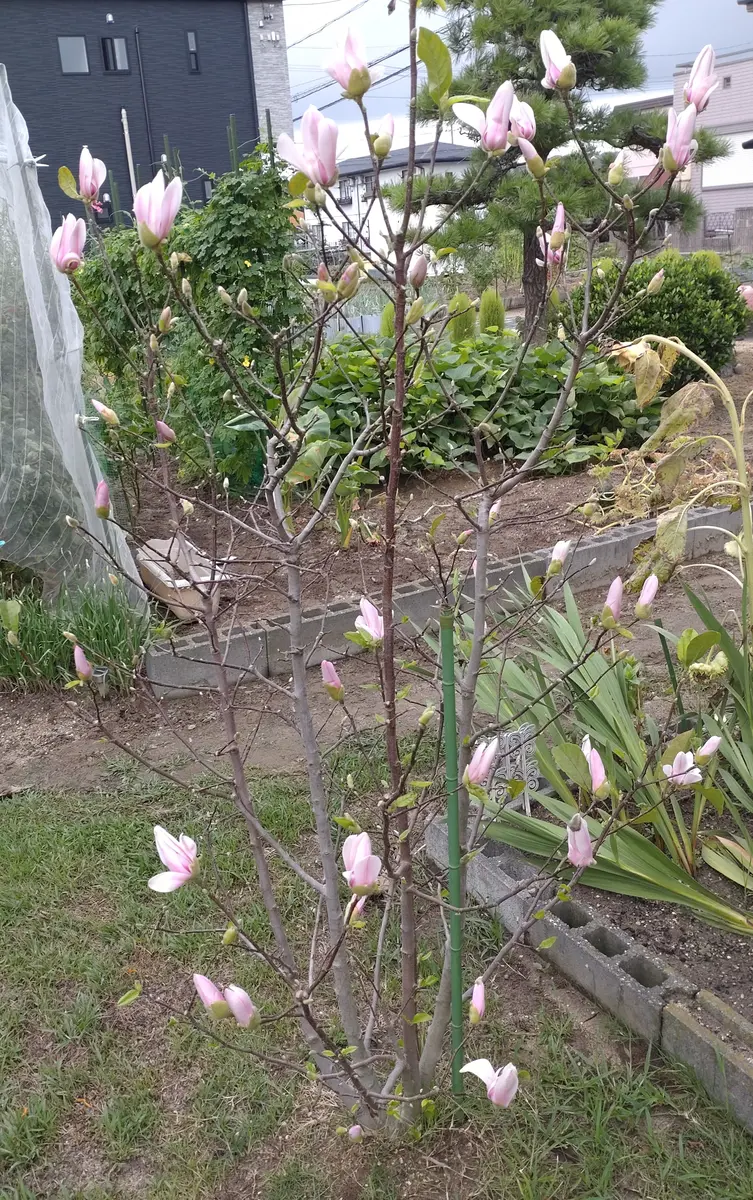 2020年4月に、ガールマグノリアンとして購入し、庭先に植えまし