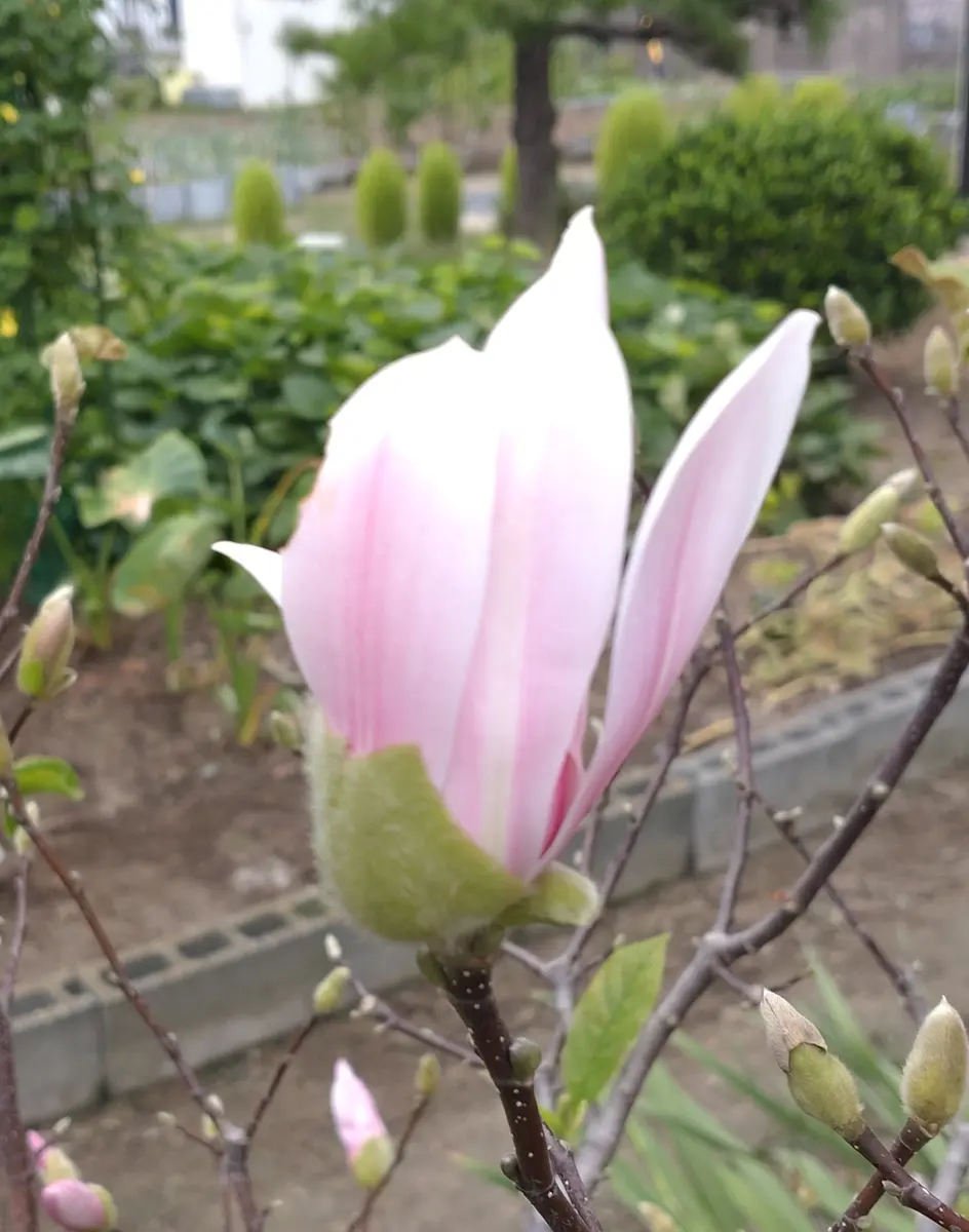 全国どこでも送料無料！ ②*ஐ小型でパープルピンクの花*:ஐモクレン・苗木【ガール 落葉樹