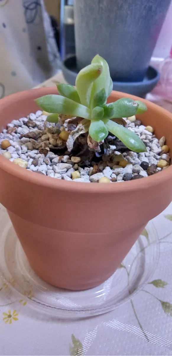 百均で買ったエケベリアなのですが、他肉植物用の土で素焼き鉢