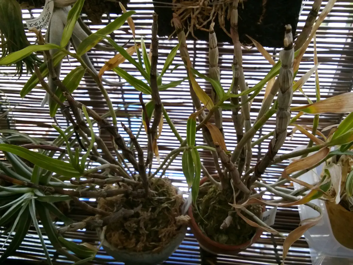 セッコク 長生蘭 35鉢 フダ落ち 【公式通販】