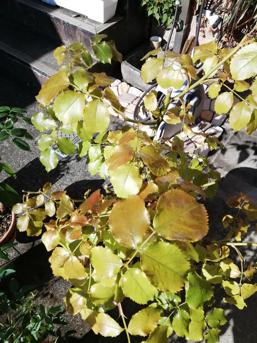 質問、失礼致します。以前も投稿させて頂いたのですが薔薇「サ