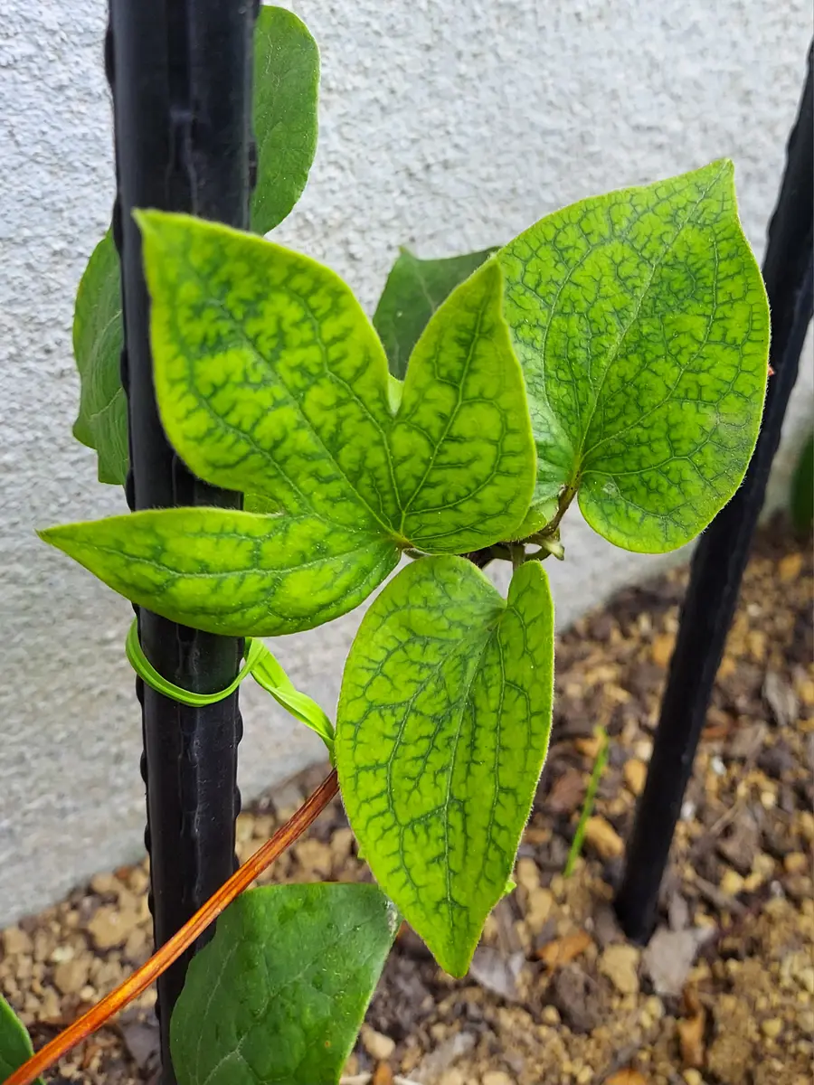 クレマチスですが一ヶ所だけ蔓の先端の葉の様子がおかしいです